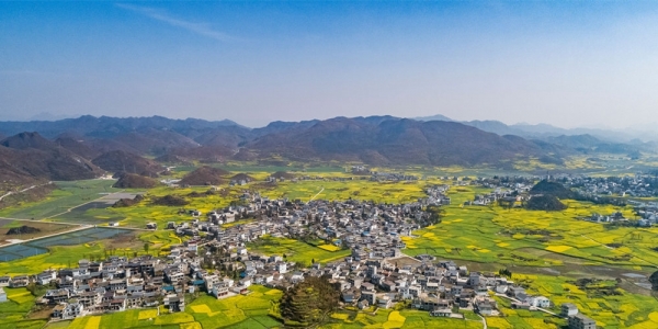 贵州六枝油菜花开满地金黄-图3
