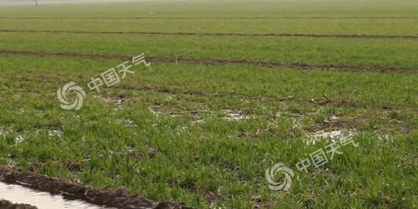 河北冬小麦迎喜雨 升温开启助生长