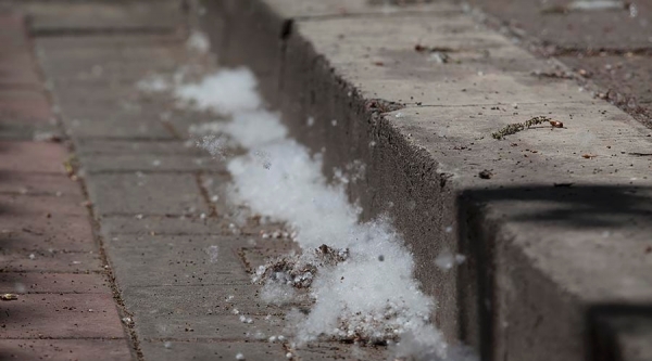 北京又飞“雪”！恼人的杨絮来了 今天你被糊一脸了吗？-图3
