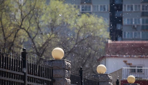 北京又飞“雪”！恼人的杨絮来了 今天你被糊一脸了吗？-图6