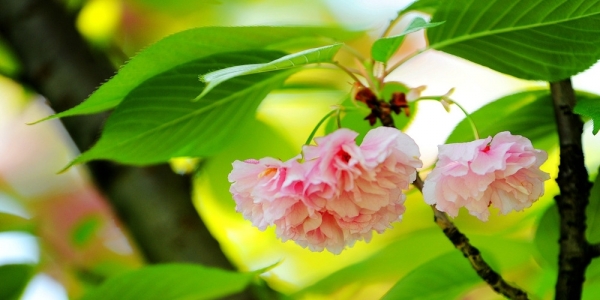 春光漫溢 樱花扮靓贵阳-图2