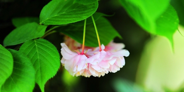 春光漫溢 樱花扮靓贵阳-图3