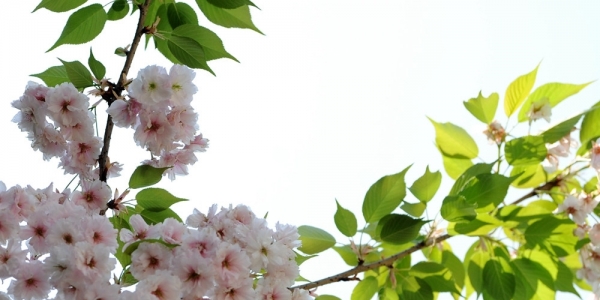 春光漫溢 樱花扮靓贵阳-图5