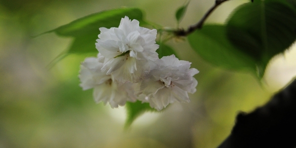 春光漫溢 樱花扮靓贵阳-图7