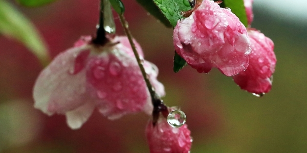 津城春雨潇潇 百花生机勃勃-图2