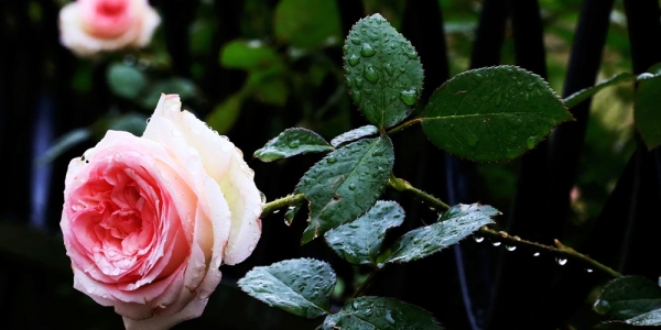 津城春雨潇潇 百花生机勃勃-图1