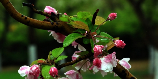 津城春雨潇潇 百花生机勃勃-图3