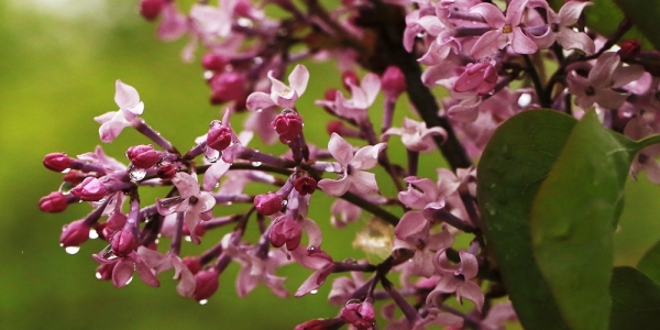 津城春雨潇潇 百花生机勃勃-图4