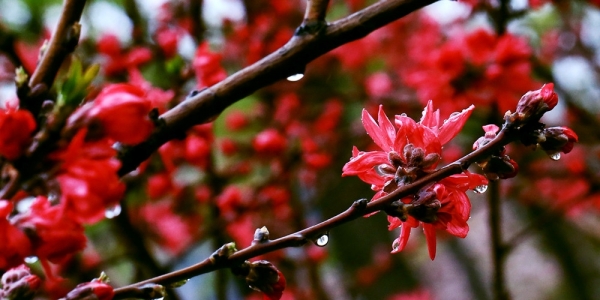 津城春雨潇潇 百花生机勃勃-图5