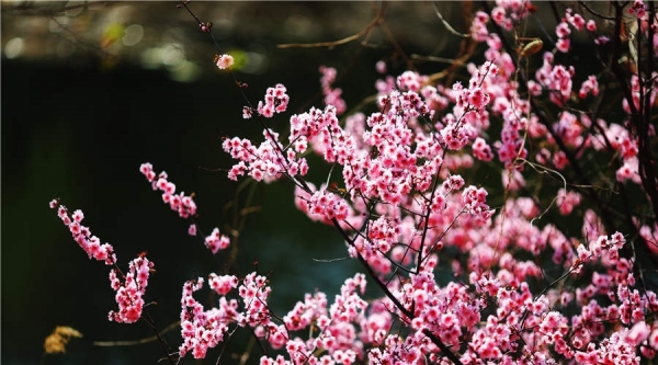 阳光和煦 北京植物园万花争春-图1