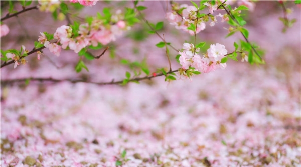 阳光和煦 北京植物园万花争春-图3