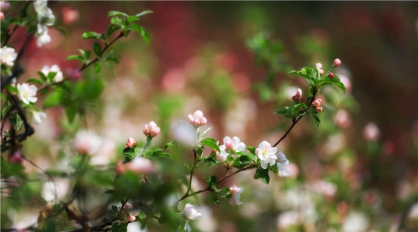 阳光和煦 北京植物园万花争春-图6