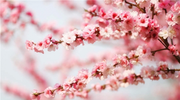 阳光和煦 北京植物园万花争春-图5