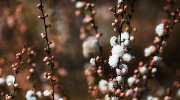 阳光和煦 北京植物园万花争春-图4