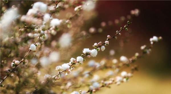 阳光和煦 北京植物园万花争春-图7