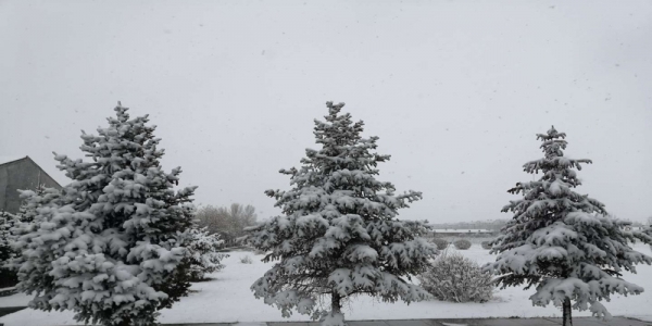内蒙古乌拉特中旗喜迎降雪 利于牧草返青-图1
