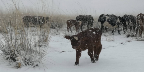 内蒙古乌拉特中旗喜迎降雪 利于牧草返青-图4