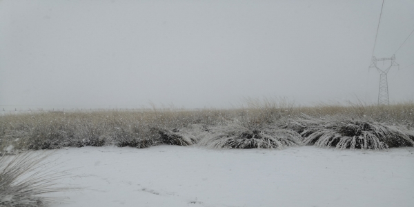 内蒙古乌拉特中旗喜迎降雪 利于牧草返青-图5