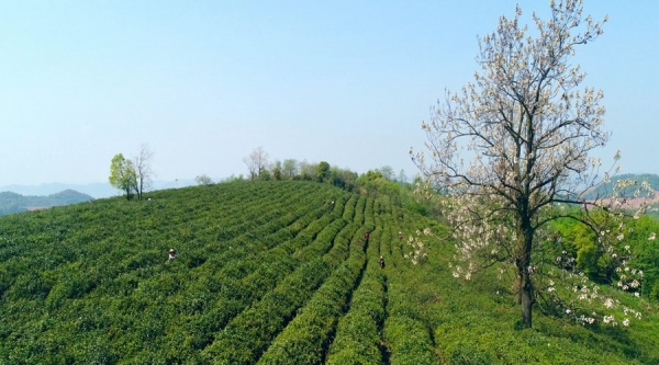 江西九江：春茶吐翠 茶农采茶忙-图1