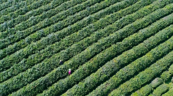 江西九江：春茶吐翠 茶农采茶忙-图2
