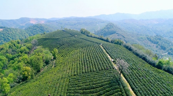 江西九江：春茶吐翠 茶农采茶忙-图4