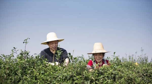 江西九江：春茶吐翠 茶农采茶忙-图5
