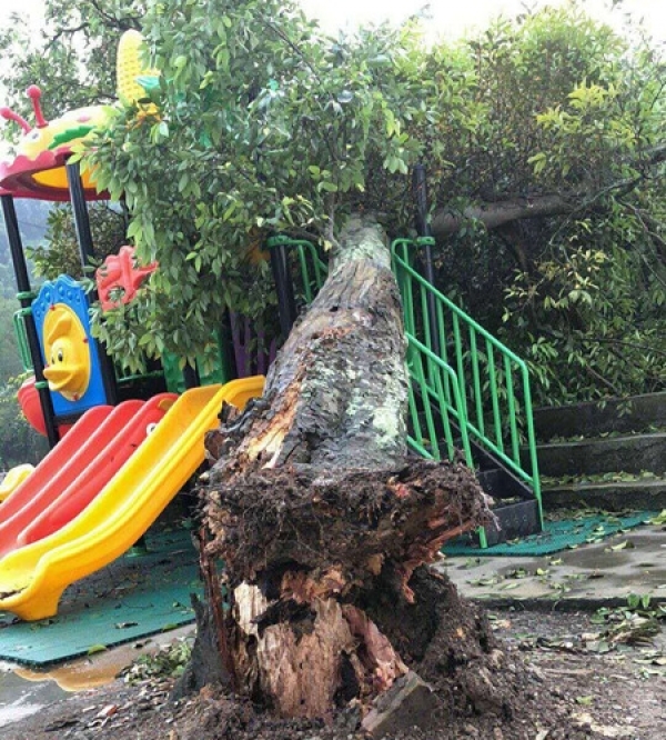 广西忻城象州多地遇大风冰雹 屋顶车窗被砸破-图4
