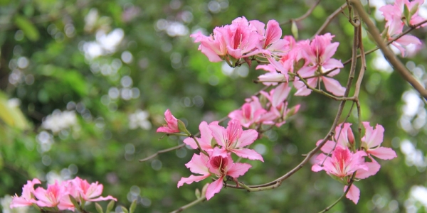 四月柳州 花开婉妍-图4