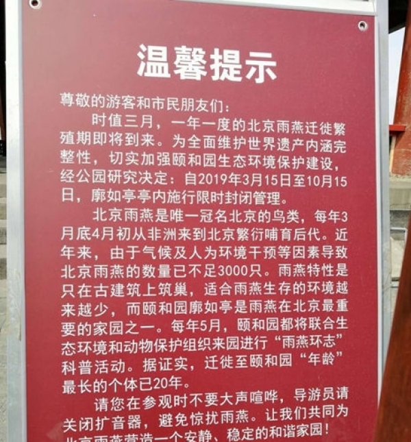 从南非到北京每年飞越3.8万公里 这种鸟从不曾失约现在却在消亡