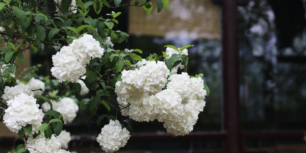花开似雪 南京清凉山绣球花清新绽放-图2