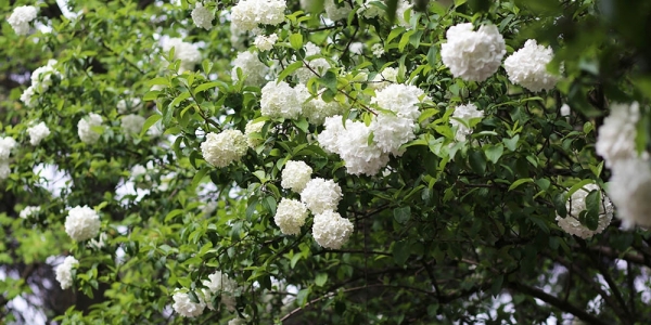 花开似雪 南京清凉山绣球花清新绽放-图4