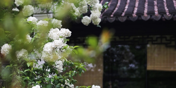 花开似雪 南京清凉山绣球花清新绽放-图5