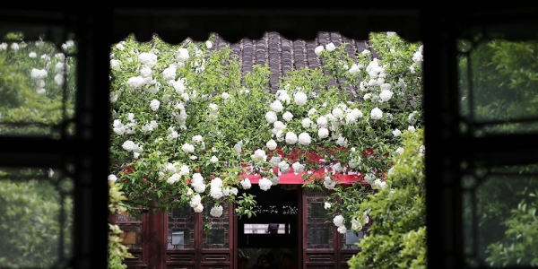 花开似雪 南京清凉山绣球花清新绽放-图6