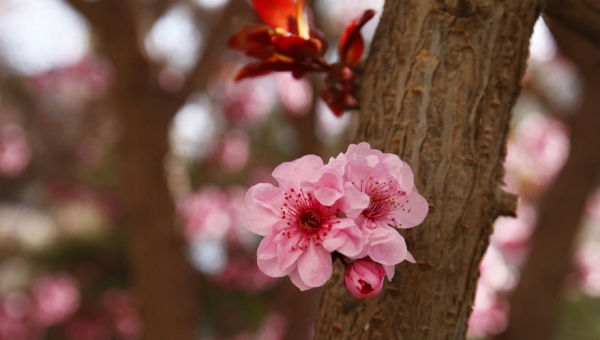 张张能当壁纸 带你一路从北到南看尽繁花似锦-图6