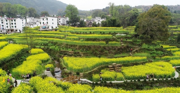 张张能当壁纸 带你一路从北到南看尽繁花似锦-图13