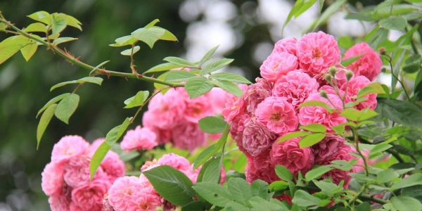 张张能当壁纸 带你一路从北到南看尽繁花似锦-图16