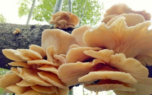 湖南湘西：大自然的馈赠-菌花-图1