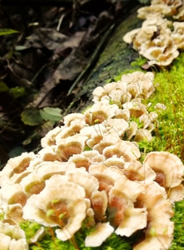 湖南湘西：大自然的馈赠-菌花-图6