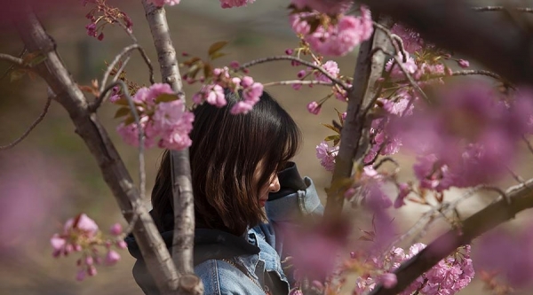当美人遇上春花 你更喜欢哪一个？-图1