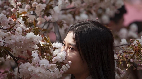 当美人遇上春花 你更喜欢哪一个？-图2