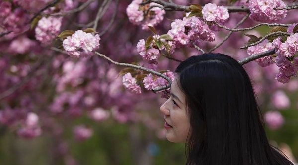当美人遇上春花 你更喜欢哪一个？-图4
