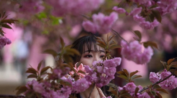 当美人遇上春花 你更喜欢哪一个？-图6