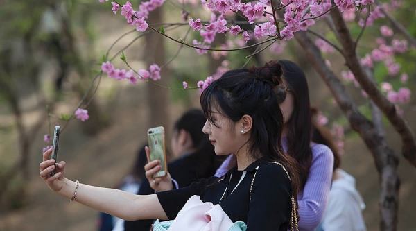 当美人遇上春花 你更喜欢哪一个？-图9