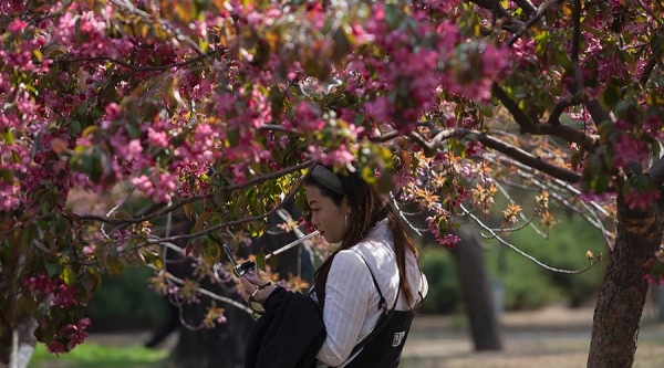 当美人遇上春花 你更喜欢哪一个？-图11