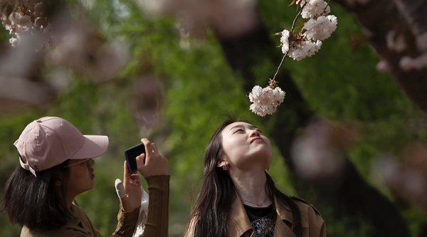 当美人遇上春花 你更喜欢哪一个？-图13