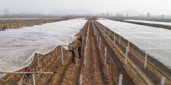 未雨绸缪 河北葡萄园提早架设防雹网-图5