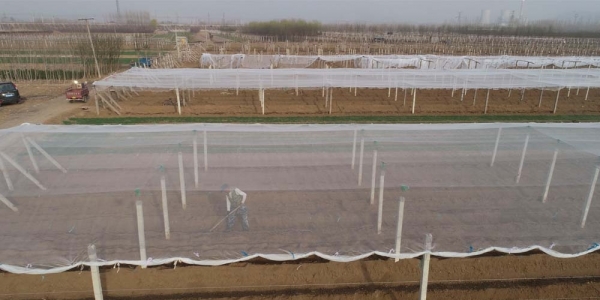 未雨绸缪 河北葡萄园提早架设防雹网-图8