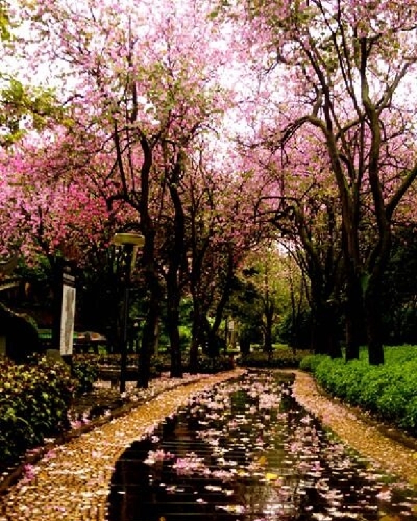 落花缤纷 醉美龙城-图3