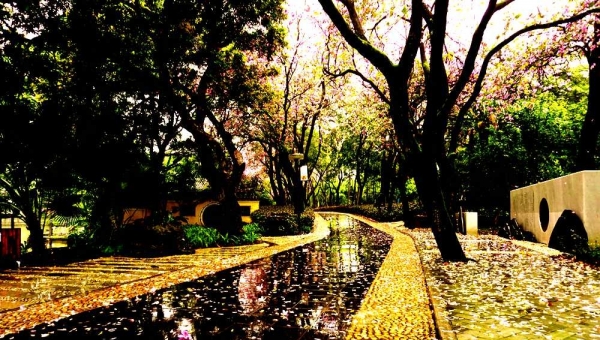 落花缤纷 醉美龙城-图4