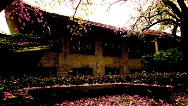 落花缤纷 醉美龙城-图5